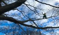 Maple Hill Tree Services image 5